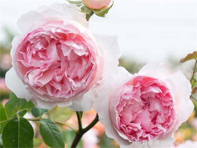 6個(gè)月季花品種，開花又大又香皮實(shí)好養(yǎng)(圖2)