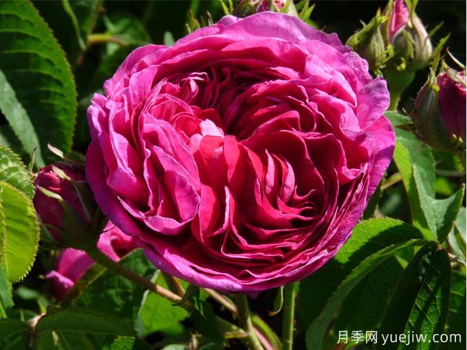 紫色系藤本月季品種都有哪些？推薦8個(gè)優(yōu)秀品種(圖4)