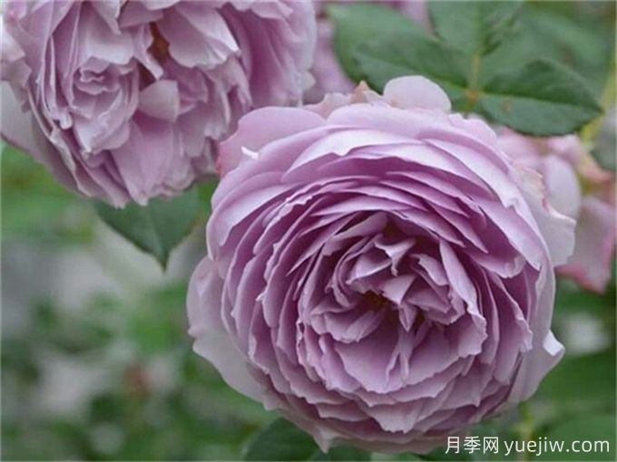推薦10款高顏值紫色系月季，美艷不可方物(圖7)