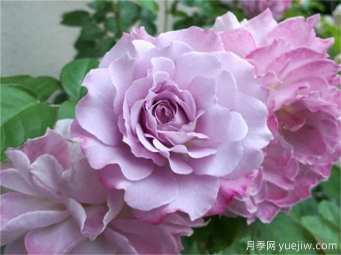 推薦10款高顏值紫色系月季，美艷不可方物(圖2)