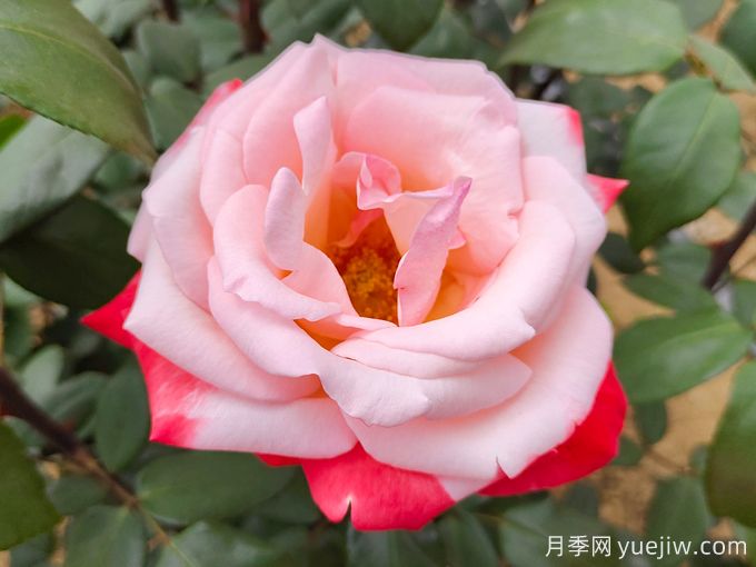 推薦10款變色月季品種，顏色多變，好看又好養(yǎng)(圖2)