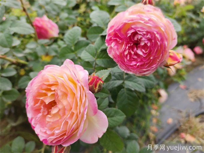 推薦10款變色月季品種，顏色多變，好看又好養(yǎng)(圖9)