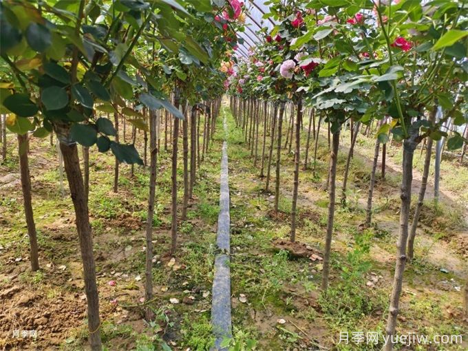 新移植樹(shù)木枯葉不落是什么原因？(圖1)