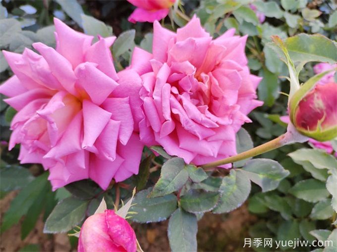 月季花的澆水時間(圖1)