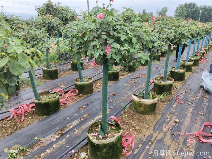 夏秋季節(jié)移植樹(shù)狀月季的養(yǎng)護(hù)管理(圖2)