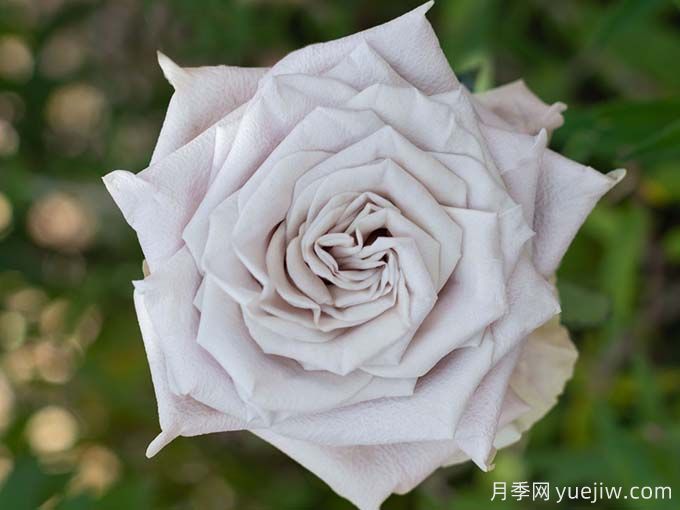 曼塔月季，神秘與優(yōu)雅并存玫瑰(圖1)