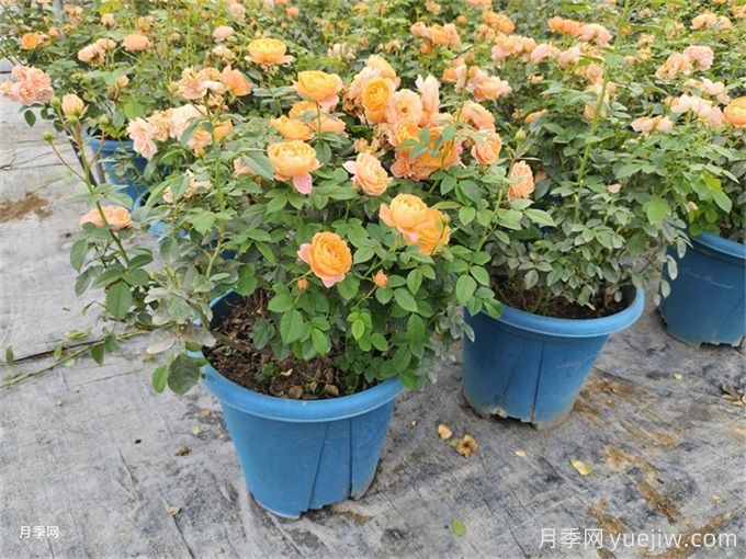 月季想要秋花開得爆？施肥攻略要做好(圖1)