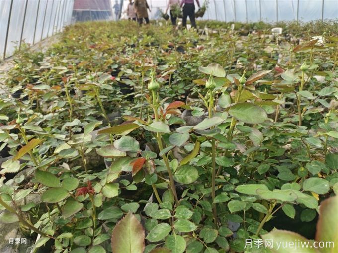 月季想要秋花開得爆？施肥攻略要做好(圖2)