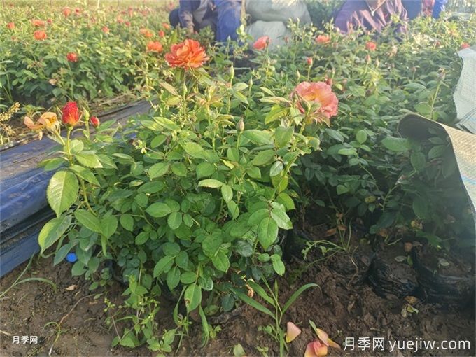 月季入秋花事全掌握，修剪施肥，秋花想不美都難(圖2)