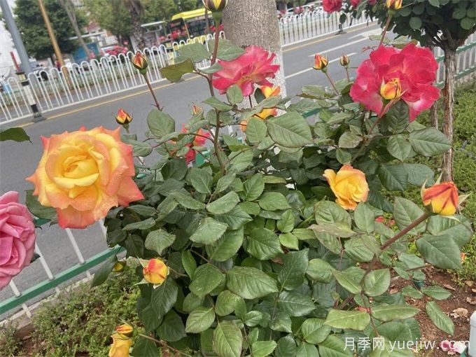 楚雄月季應用和景觀圖集(圖3)