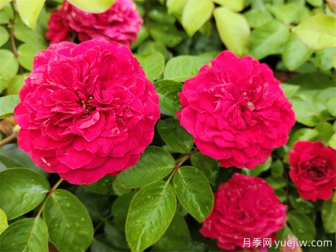 梧州適合養(yǎng)月季花嗎？市花和市樹是什么？(圖1)