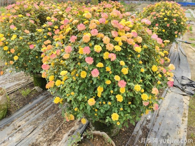 月季(玫瑰)的花季分類(lèi)，造型月季花球花柱拱門(mén)展示(圖4)