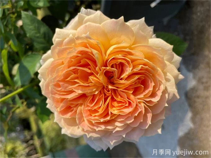?推薦9種耐熱月季，炎熱夏天也能開(kāi)得很美(圖6)