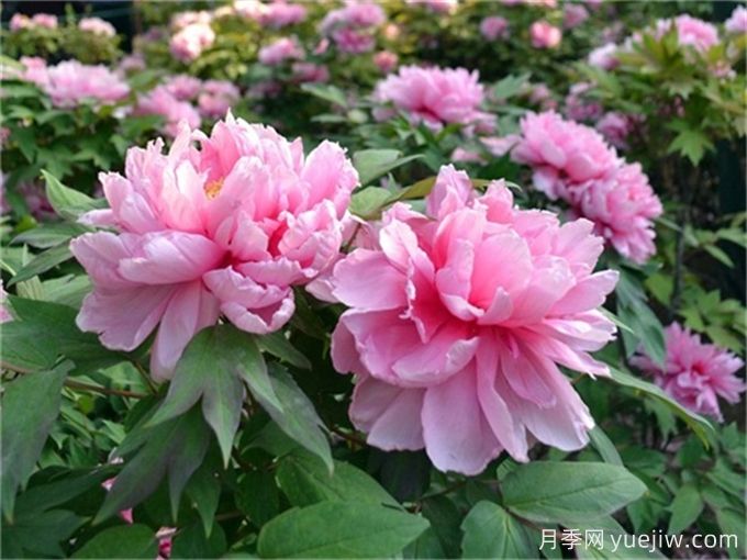 牡丹花品種介紹，牡丹前十名品種是什么？(圖1)