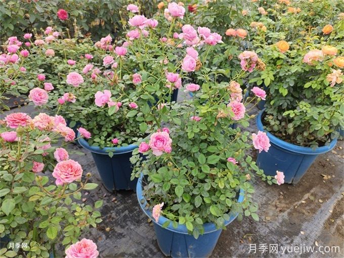 種植月季花的常見問題及解決方法(圖1)