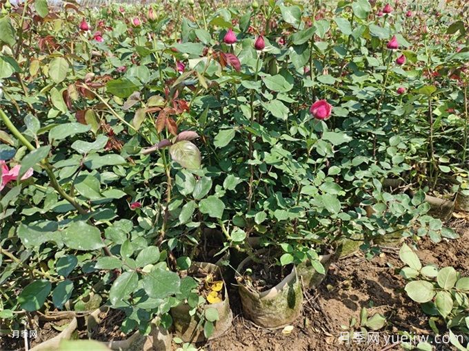 種植月季花的常見問題及解決方法(圖2)