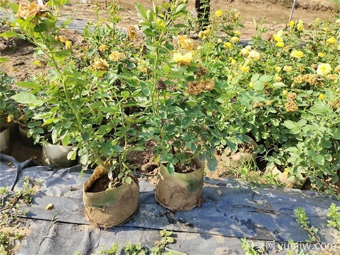 新買的月季，換盆沒多久就開始黃葉？(圖2)