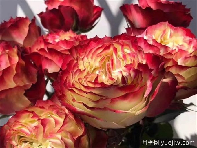 蘋(píng)果杰克月季(圖2)
