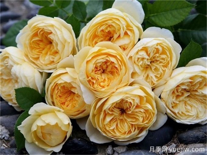 這6種月季開花不斷，抗病性也很不錯(圖3)