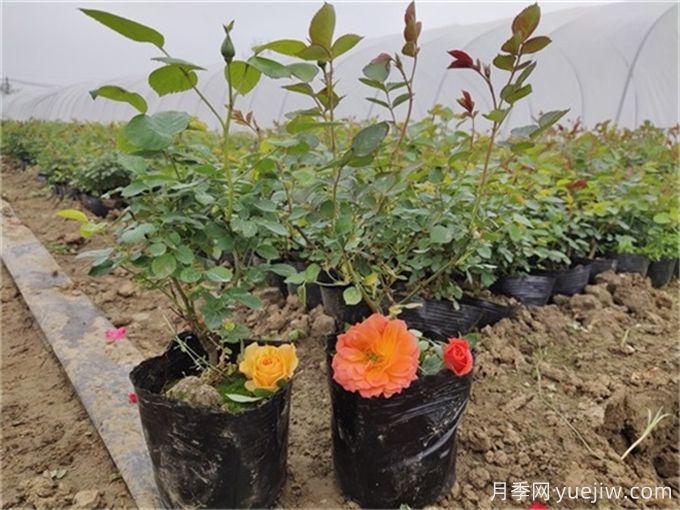 如何種植土球月季苗？掌握方法快速生長(圖1)
