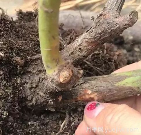 月季苗弱不要扒開(kāi)根系，僵苗月季怎么處理？(圖1)