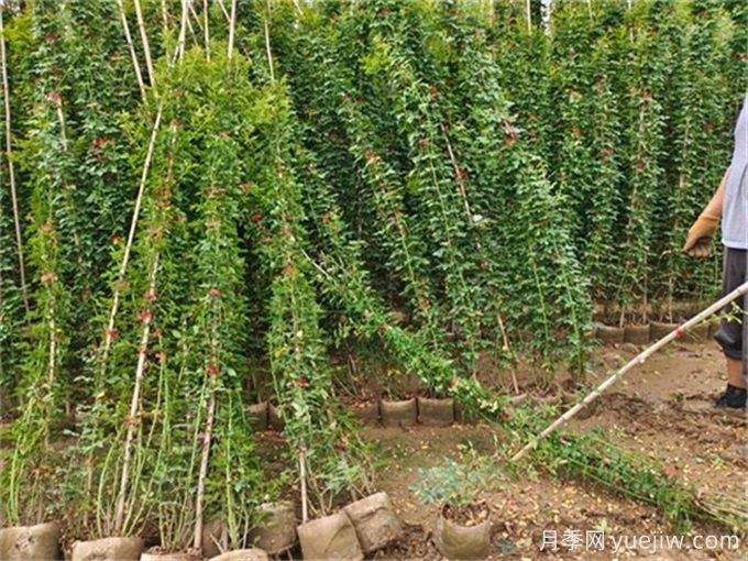如何種植土球月季苗？掌握方法快速生長(圖2)
