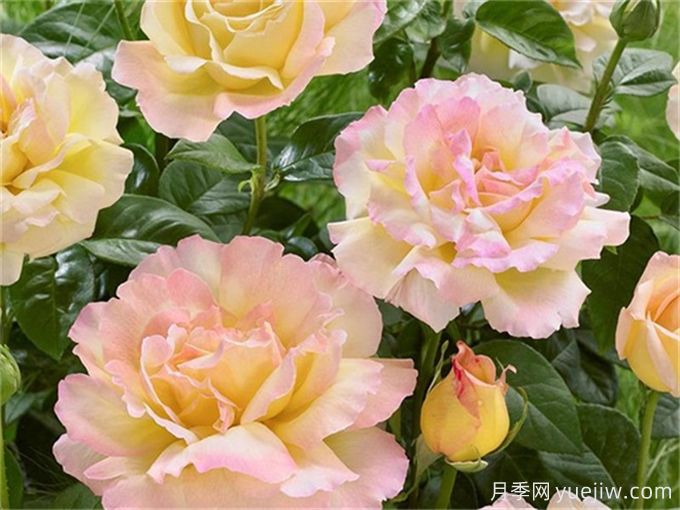 新手必入大花月季品種，經典與潮流的9個美人(圖2)