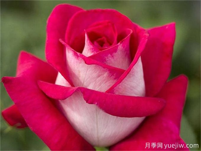 新手必入大花月季品種，經典與潮流的9個美人(圖5)