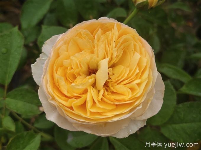新手必入大花月季品種，經典與潮流的9個美人(圖7)