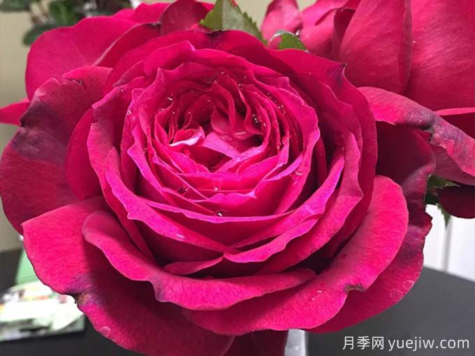 詹尼斯月季，又大又香的大紅大花(圖1)