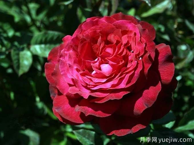 詹尼斯月季，又大又香的大紅大花(圖2)