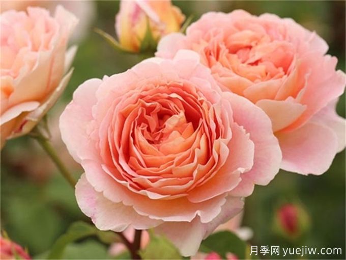 推薦15個很受歡迎的月季品種，總結(jié)有優(yōu)缺點(圖4)