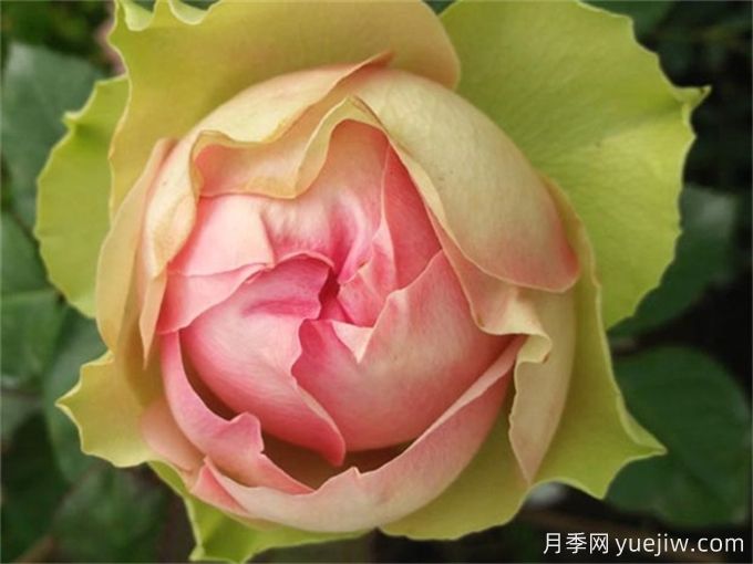 推薦15個很受歡迎的月季品種，總結(jié)有優(yōu)缺點(圖5)