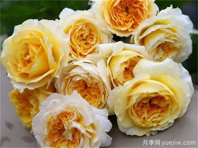 推薦15個很受歡迎的月季品種，總結(jié)有優(yōu)缺點(圖10)