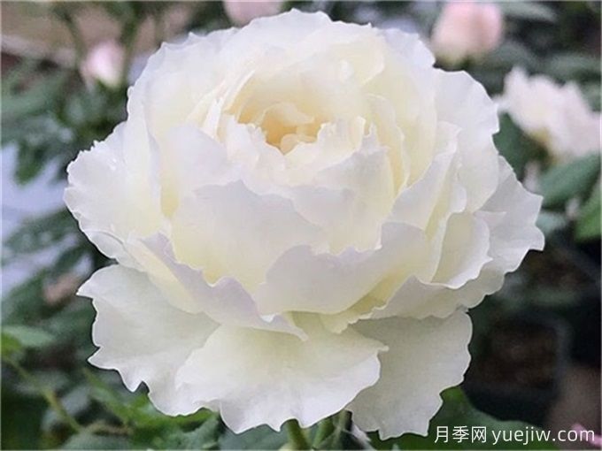 心之水滴月季，濃香大花月季的養(yǎng)護指南(圖1)