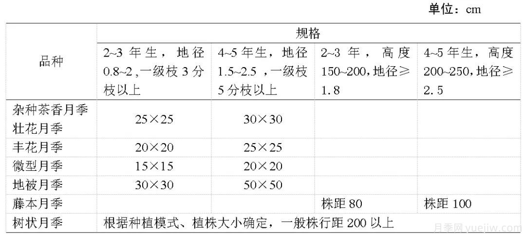 石家莊月季栽培養(yǎng)護技術(shù)規(guī)程(圖3)