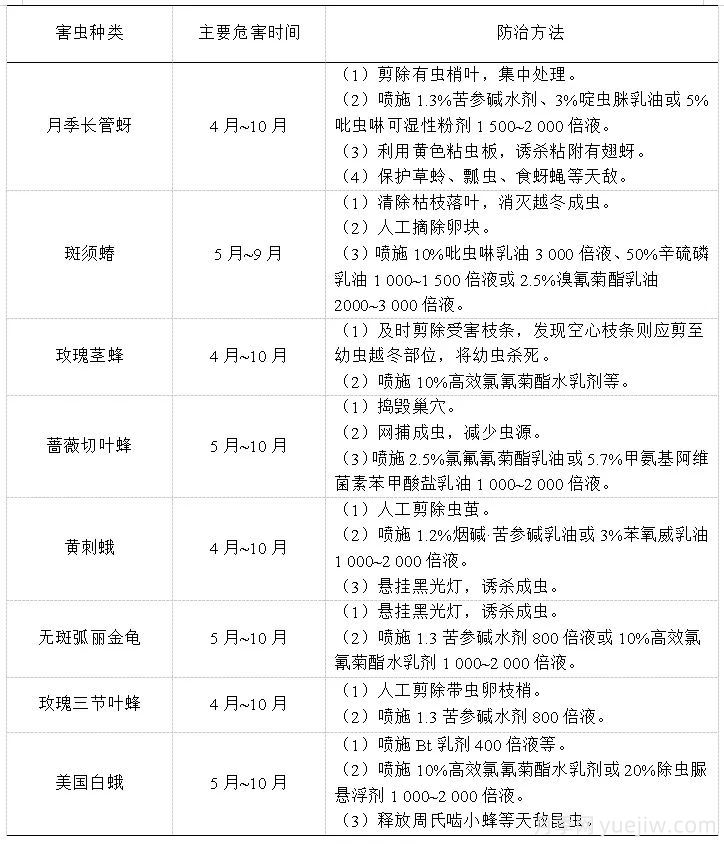 石家莊月季栽培養(yǎng)護技術(shù)規(guī)程(圖6)