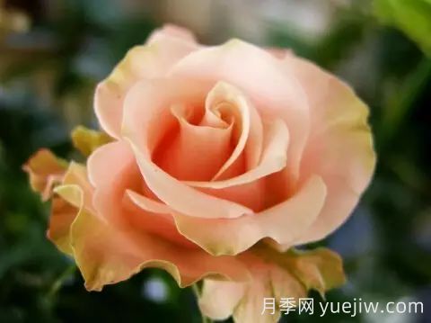中國(guó)自育月季品種：雜種香水月季(圖6)