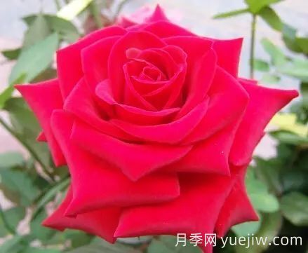 中國(guó)自育月季品種：雜種香水月季(圖7)