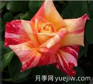中國(guó)自育月季品種：雜種香水月季(圖1)