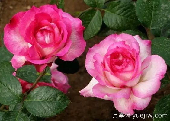 中國(guó)自育月季品種：雜種香水月季(圖2)