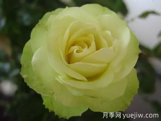 中國(guó)自育月季品種：雜種香水月季(圖3)