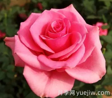 中國(guó)自育月季品種：雜種香水月季(圖10)
