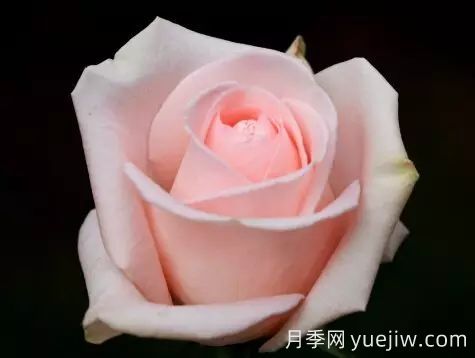 中國(guó)自育月季品種：雜種香水月季(圖12)