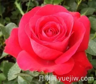 中國(guó)自育月季品種：雜種香水月季(圖17)