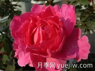 中國(guó)自育月季品種：雜種香水月季(圖15)