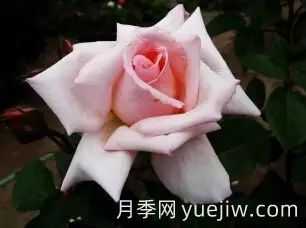 中國(guó)自育月季品種：雜種香水月季(圖18)