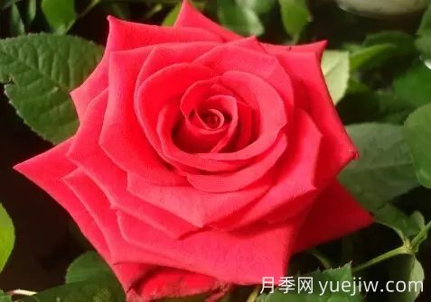 中國(guó)自育月季品種：雜種香水月季(圖21)