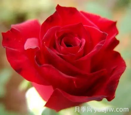 中國(guó)自育月季品種：雜種香水月季(圖20)