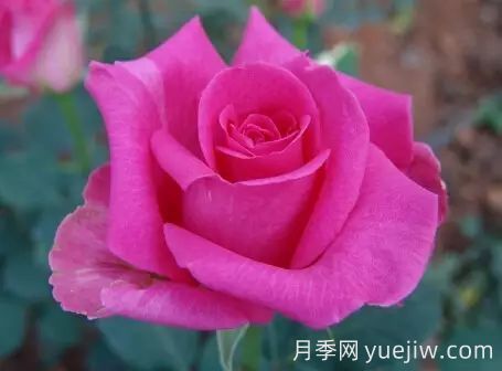 中國(guó)自育月季品種：雜種香水月季(圖24)